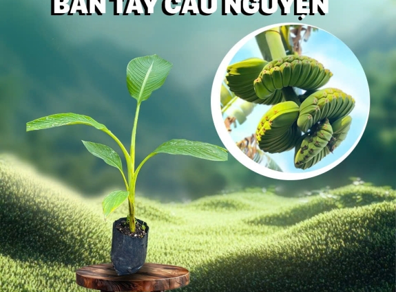 Giống Chuối Bàn Tay Cầu Nguyện - sihovi