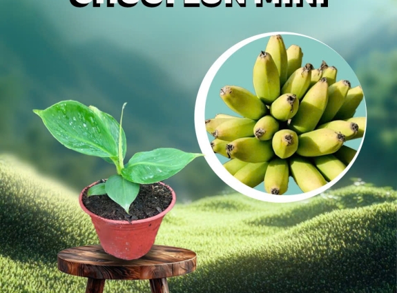 Giống Chuối lùn mini thích hợp trồng sân nhà phố