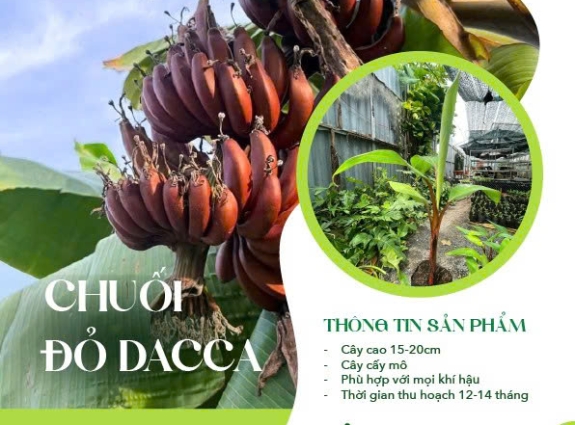 Giống Chuối Đỏ Dacca