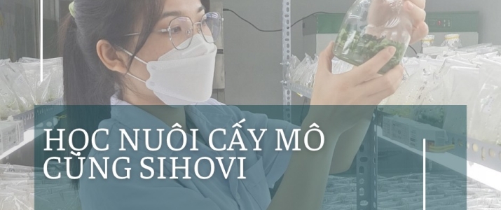 Đào tạo & chuyển giao công nghệ nuôi cấy mô thực vật toàn quốc.