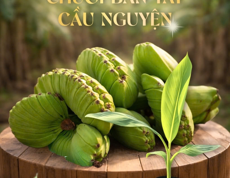 Kỹ Thuật Canh Tác Giống Chuối Bàn Tay Cầu Nguyện Toàn Quốc Đạt Năng Sách Cao