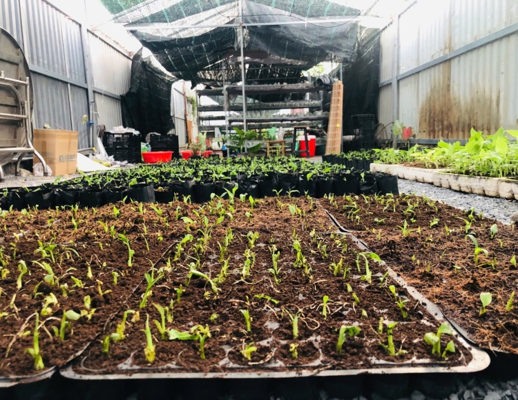 Bí quyết chăm sóc cây giống nuôi cấy mô giai đoạn mới ra vườn ươm