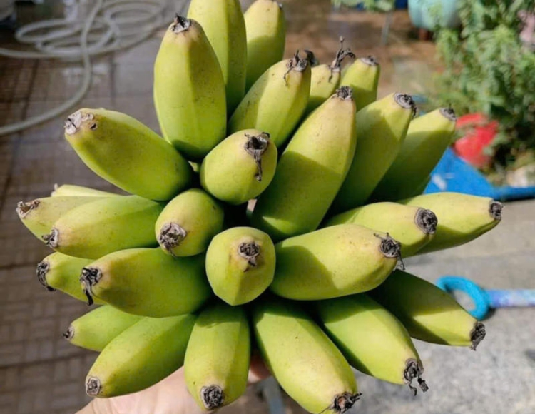 Chuối lùn mini cấy mô có gì khác so với các giống chuối ăn quả phổ biến?