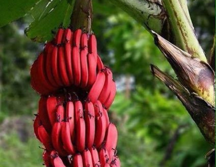 Hướng Dẫn Canh Tác Giống Chuối Đỏ Dacca Độc Lạ Bán Toàn Quốc Đạt Năng Suất Cao