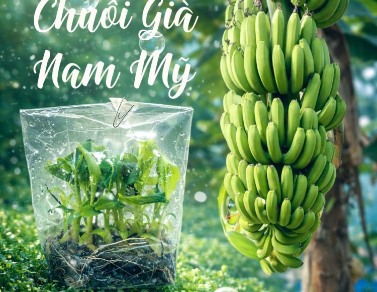 Cẩm Nang Canh Tác Giống Chuối Già Nam Mỹ Cấy Mô Toàn Quốc: Giải Pháp Nông Nghiệp Năng Suất Cao