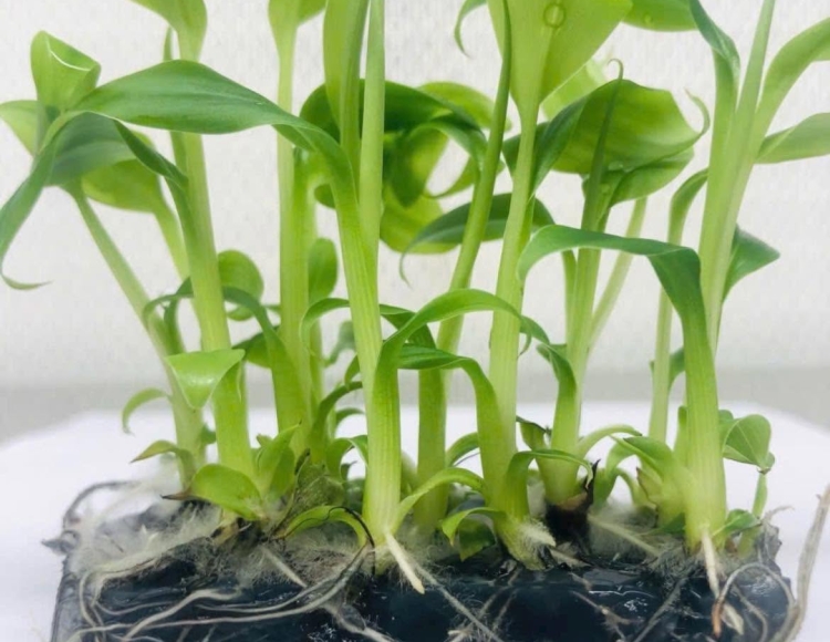 Dịch vụ nuôi cấy mô thực vật Thủ Đức giúp tăng tỷ lệ sống 99%