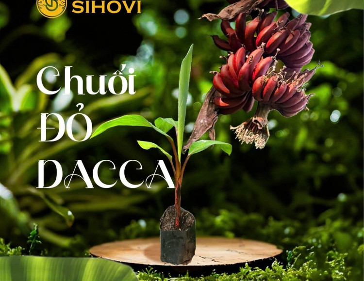 Ưu nhược điểm của chuối đỏ Dacca so với các giống chuối ăn quả phổ biến hiện nay