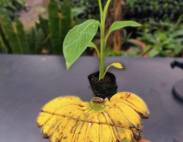 Mua Giống Chuối Bàn Tay Cầu Nguyện Thủ Đức: Top Địa Chỉ Và Hướng Dẫn Chi Tiết