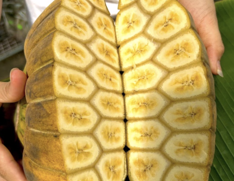 Chuối bàn tay phật trồng Tết Thủ Đức: Ý nghĩa phong thủy và kinh nghiệm chọn mua