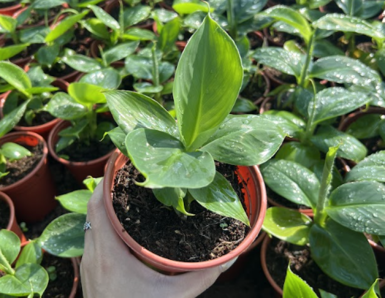 Giống Chuối Lùn Mini Thủ Đức HCM: Cẩm Nang Lựa Chọn Và Kỹ Thuật Trồng Tại Nhà