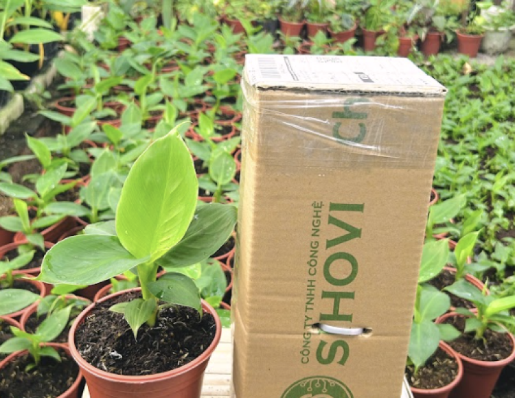 Mua Cây Chuối Lùn Mini Giá Rẻ HCM: Kinh Nghiệm Chọn Mua &amp; Chăm Sóc A-Z