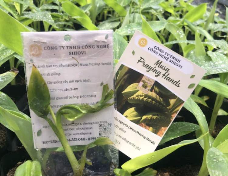 Hướng dẫn chi tiết về giống chuối bàn tay cầu nguyện cấy mô: Đặc điểm, lợi ích và kỹ thuật trồng