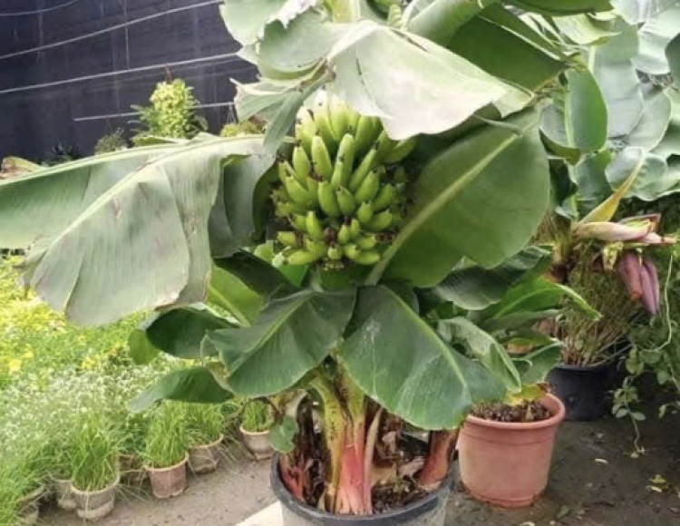 Chuối lùn mini trồng chậu Thủ Đức: Hướng dẫn kỹ thuật và địa chỉ mua uy tín