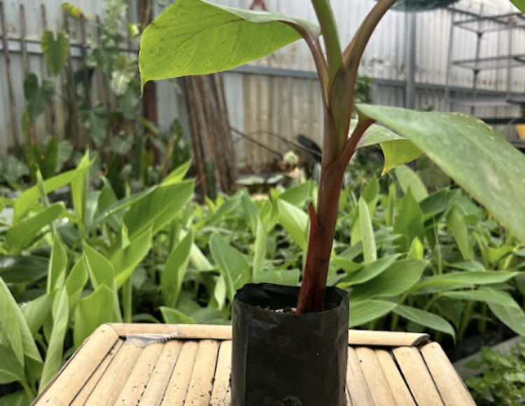 Bí quyết chăm sóc cây giống nuôi cấy mô giai đoạn mới ra vườn ươm