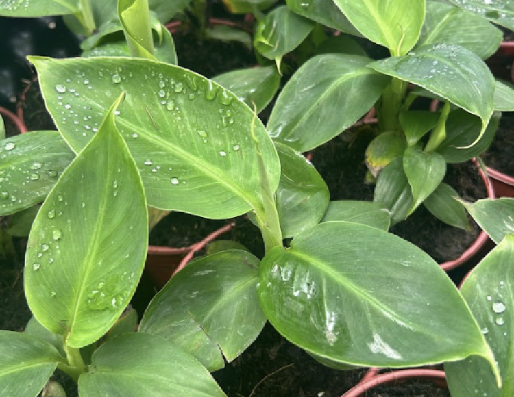 Chuối lùn mini trồng chậu: hướng dẫn từng bước cho người bận rộn