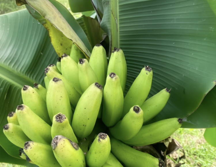 Ưu – nhược điểm khi trồng giống chuối lùn mini trong chậu so với trồng đất vườn