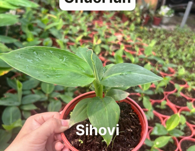 Giống chuối lùn mini cấy mô tạo nguồn thu nhập bền vững