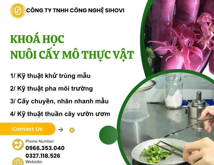 Học nuôi cấy mô thực vật ở đâu HCM? Địa chỉ đào tạo uy tín