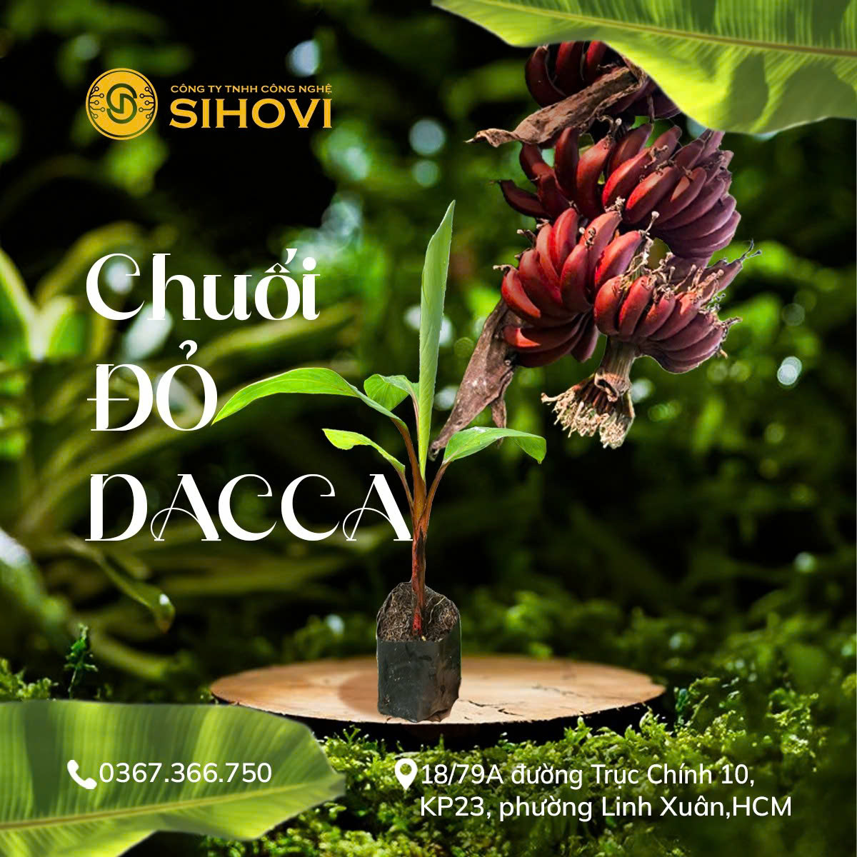 chuoi-do-dacca-gia-bao-nhieu