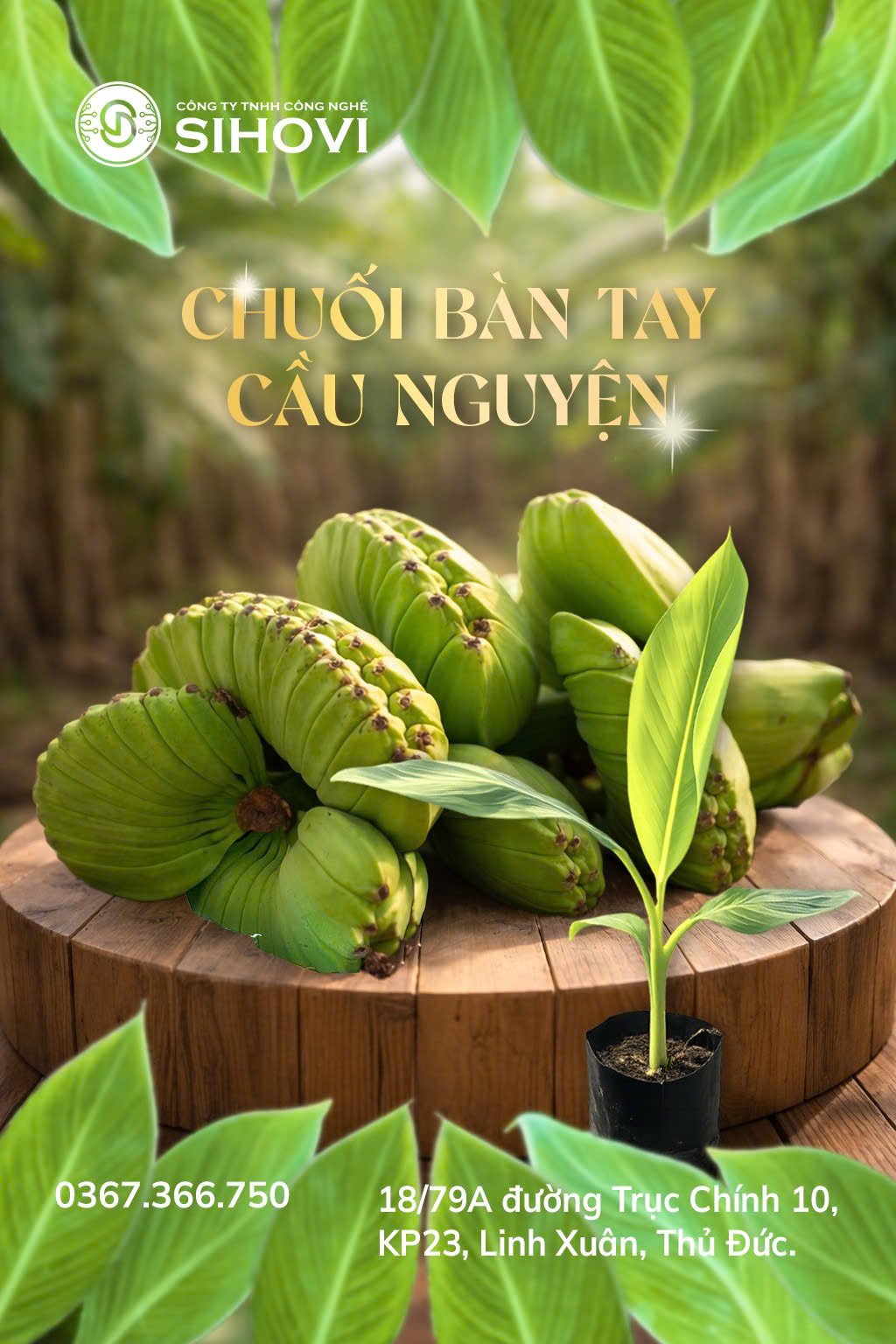 giong-chuoi-ban-tay-cau-nguyen-toan-quoc