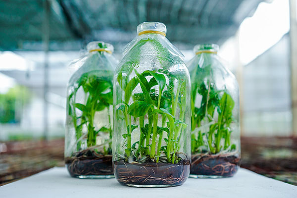 workshop-nuoi-cay-mo-thuc-vat-hcm