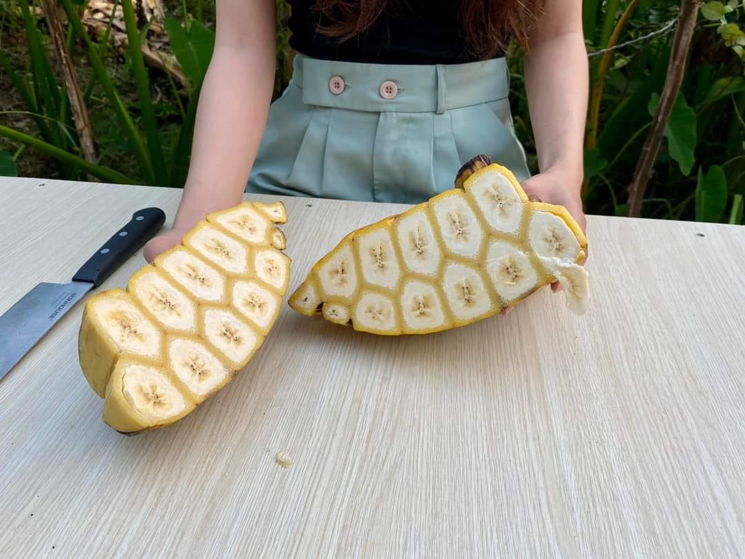 giong-chuoi-ban-tay-cau-nguyen-cay-mo