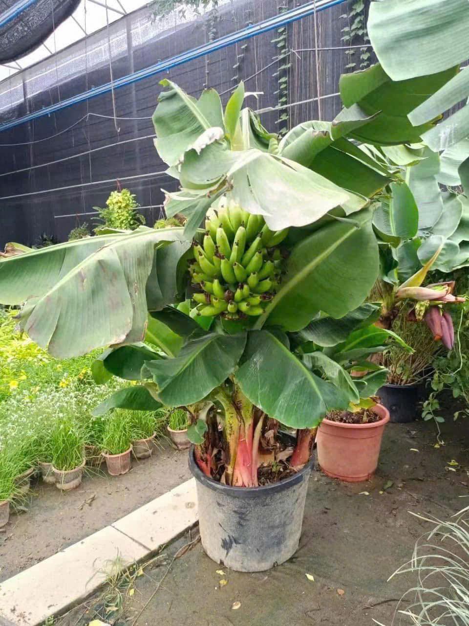 giong-chuoi-lun-mini-thu-duc-hcm