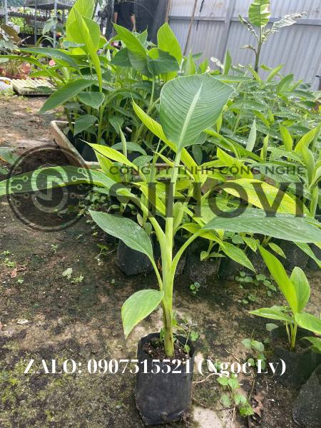 Giống chuối nuôi cấy mô tại Sihovi