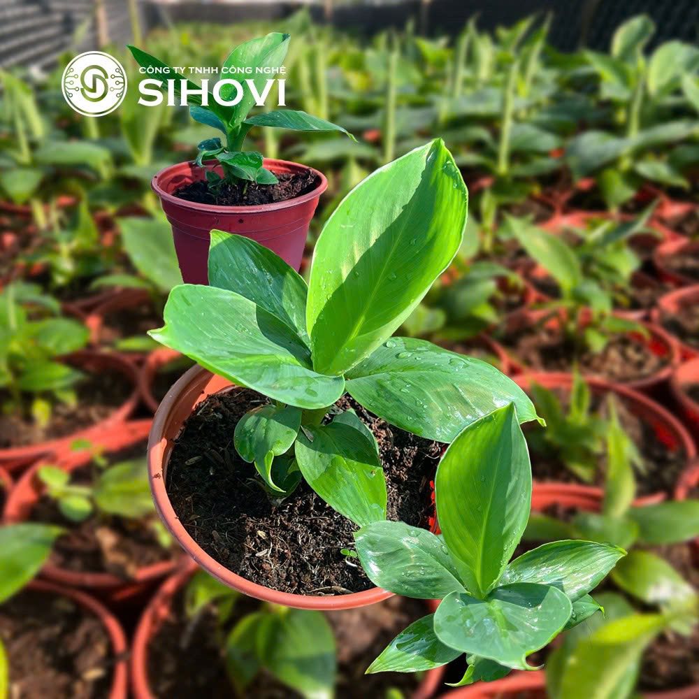 giong-chuoi-lun-mini-thu-duc-hcm