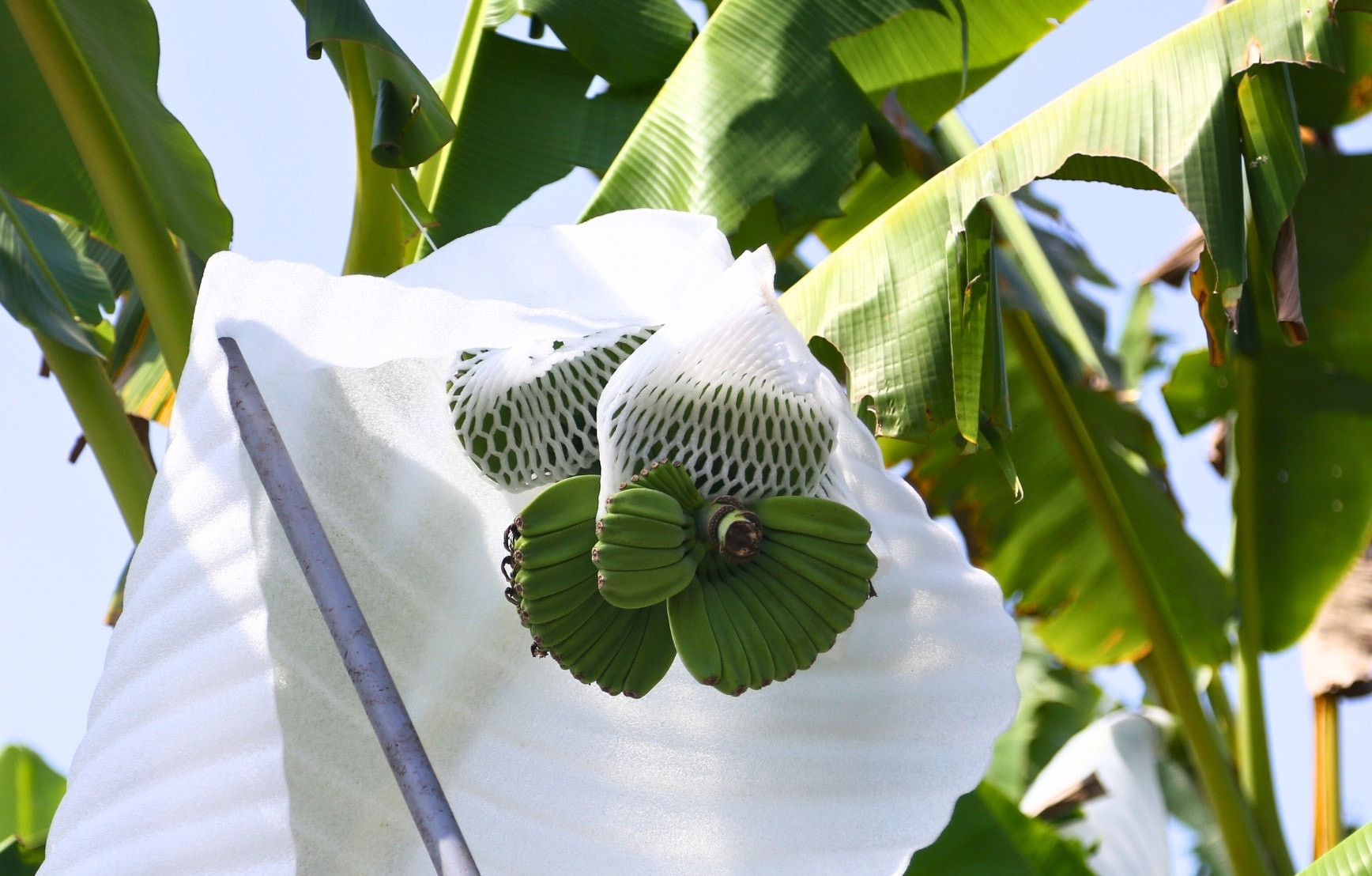 giong-chuoi-ban-tay-chuan-giong-hcm