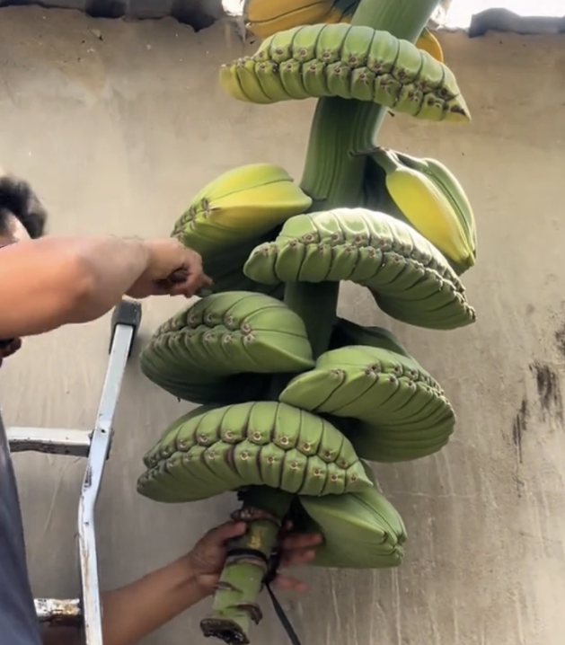 chuối bàn tay phật