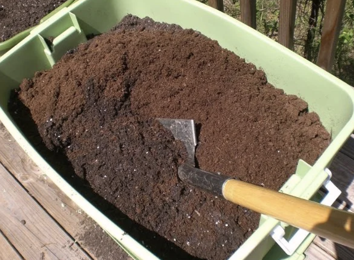 Chuẩn bị chậu và đất trồng