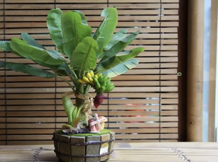 mua-cay-chuoi-lun-mini-gia-re-hcm