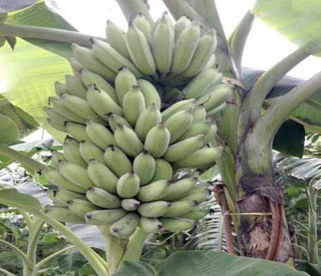 Đặc điểm của giống chuối lùn mini