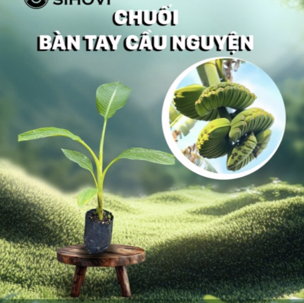 mua-giong-chuoi-ban-tay-cau-nguyen-thu-duc