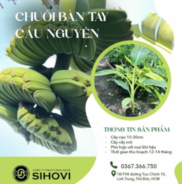 mua-giong-chuoi-ban-tay-cau-nguyen-thu-duc