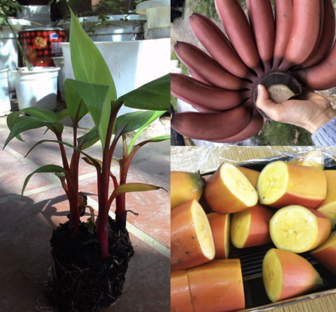 mua-cay-chuoi-lun-mini-gia-re-hcm