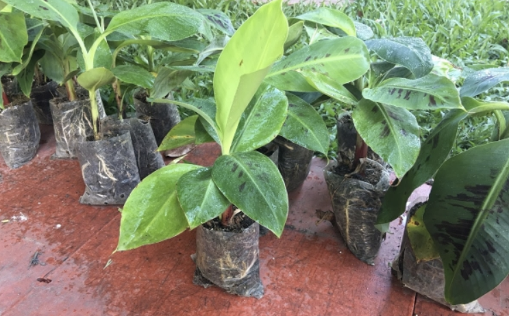 giong-chuoi-gia-nam-my-thu-duc