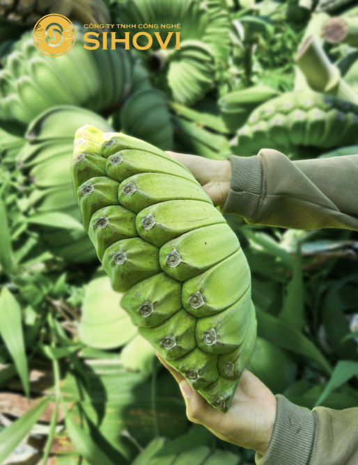 mua-giong-chuoi-ban-tay-cau-nguyen-thu-duc