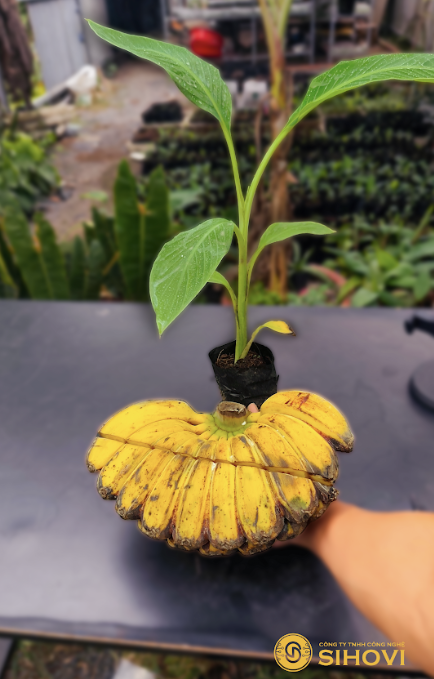 mua-giong-chuoi-ban-tay-cau-nguyen-thu-duc