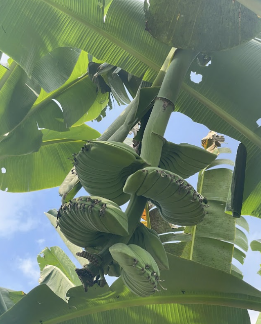 mua-giong-chuoi-ban-tay-cau-nguyen-thu-duc