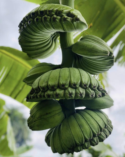 chuoi-ban-tay-phat-trong-tet-thu-duc