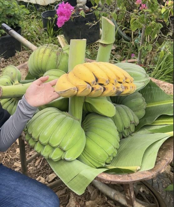 chuoi-ban-tay-phat-trong-tet-thu-duc