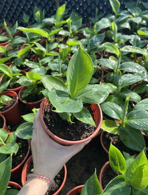 giong-chuoi-lun-mini-thu-duc-hcm