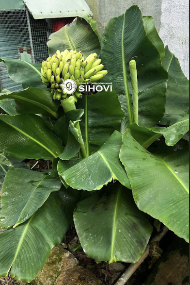 giong-chuoi-lun-mini-thu-duc-hcm