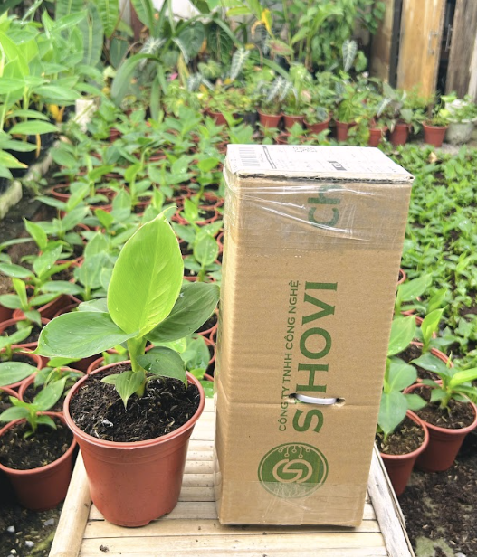 mua-cay-chuoi-lun-mini-gia-re-hcm