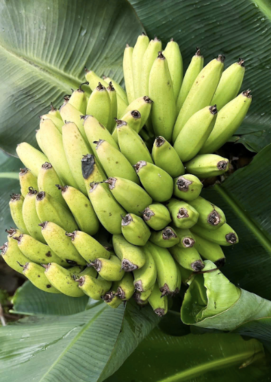 mua-cay-chuoi-lun-mini-gia-re-hcm