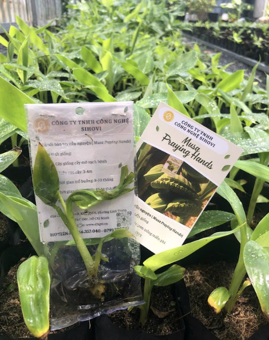 giong-chuoi-ban-tay-cau-nguyen-cay-mo