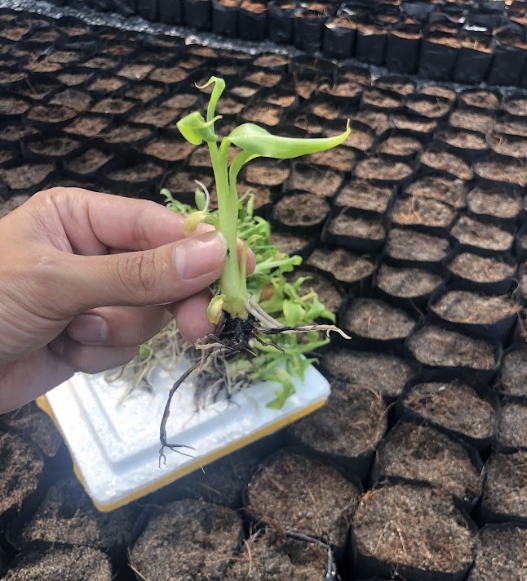 giong-chuoi-ban-tay-cau-nguyen-cay-mo