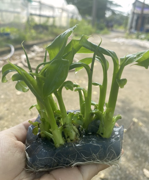 dich-vu-nuoi-cay-mo-cay-giong-thu-duc